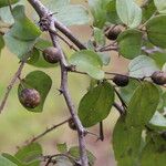 Ziziphus mucronata ഇല