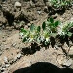 Paronychia polygonifolia Habitus
