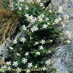 Silene cordifolia Habit