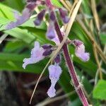 Orthosiphon rubicundus Flower