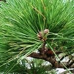 Pinus nigra ᱥᱟᱠᱟᱢ