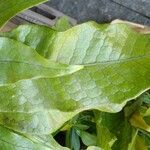 Leptochilus pteropus Leaf