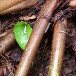 Begonia nelumbiifolia Casca