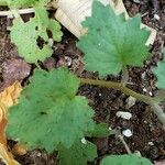 Phacelia campanularia 葉