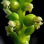 Microtis unifolia Fruct