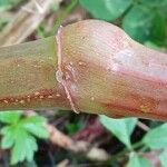 Impatiens glandulifera बार्क (छाल)