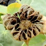 Abutilon pannosum Meyve