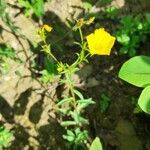 Linum flavum Λουλούδι