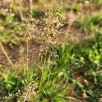 Sporobolus festivus Flower