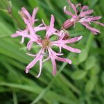 Silene flos-cuculi Flors