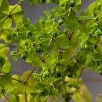 Euphorbia stricta Fruit