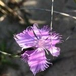 Dianthus hyssopifolius Flower