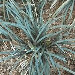 Ophiopogon planiscapus Blatt