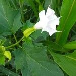 Datura stramonium 花