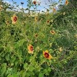 Abutilon hirtum Plante entière