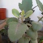 Kalanchoe millotii Leaf