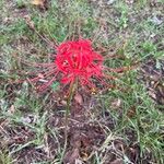 Lycoris radiata Flor
