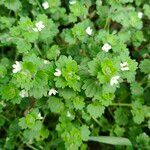 Veronica cymbalariaFlower