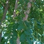 Robinia hispida Hoja
