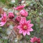 Sempervivum montanum Квітка