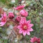 Sempervivum montanum 花