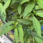 Solanum pseudocapsicum Liść
