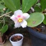Clusia minor Λουλούδι
