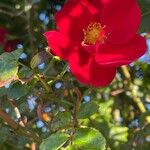 Rosa pendulina 花