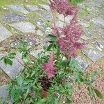 Astilbe × rosea Blodyn