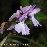 Orchis canariensis Flor