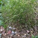 Gypsophila muralis Libunga