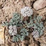 Lomatium nevadense Hàbitat