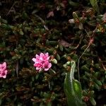 Kalmia procumbens Blüte