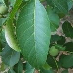 Juglans regiaഇല