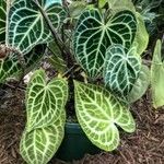 Anthurium crystallinum Hoja