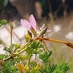 Pelargonium fruticosum Flower