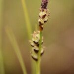 Carex pilulifera ഫലം