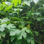 Tithonia diversifolia Habit