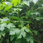 Tithonia diversifolia Vekstform