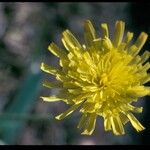 Podospermum laciniatum Цвят
