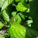 Dianthera secunda Leaf