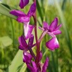 Anacamptis laxiflora Flower