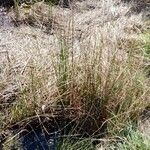 Carex stricta Leaf