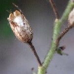 Plumbago zeylanica Fruit