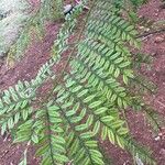 Jacaranda mimosifolia 叶