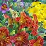 Salpiglossis sinuata 花