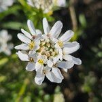 Iberis ciliata Fula