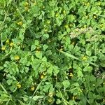 Medicago arabica Агульны выгляд