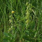 Crotalaria spectabilis Агульны выгляд