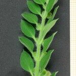 Scutellaria albida その他の提案